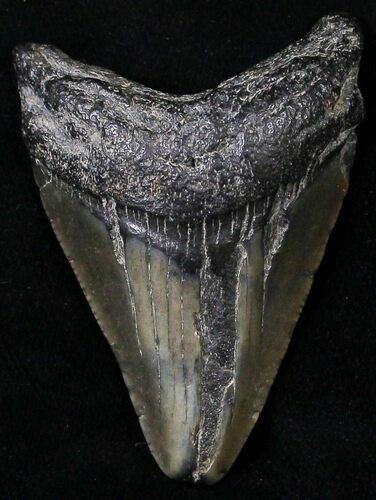 Juvenile Megalodon Tooth - South Carolina #18493
